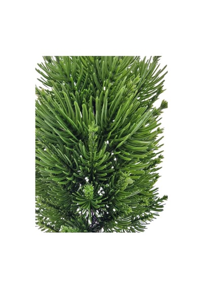 Kütük Saksıda Mini Boy Çam Agacı