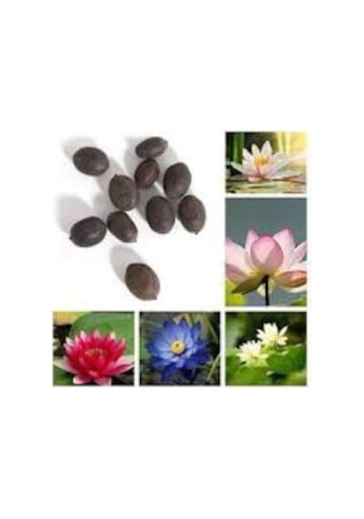15 Adet Tohum Karışık Renkli Kutsal Lotus Çiçeği Tohumu Su Zambağı Nilüfer Çiçek Tohumu Sürpriz Hedi