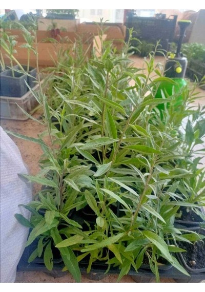 3 Adet Goji Berry Nq7 Fidanı Tüplü Aşılı ..12 Aydikim .
