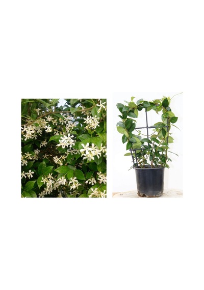 Arap Yasemini Pergola Formlu 40-60 Cm