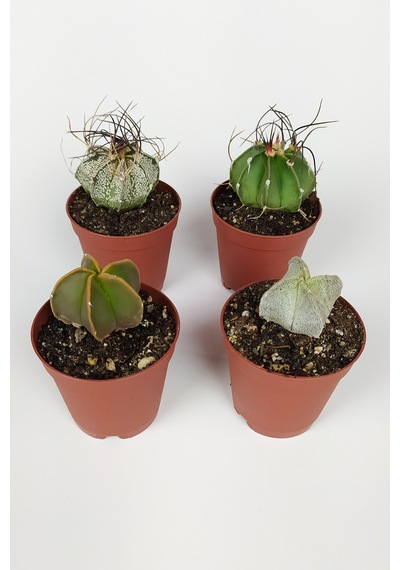 4 Lü Astrophytum Özel Tür Kaktüs Seti 5.5 Cm Saksıda