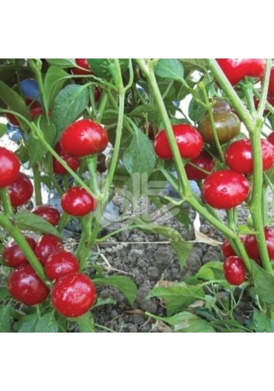 Nadir Tatlı Burkita Biberi Tohumu Ekim Seti Biber Tohumu 10 Tohum Saksı Toprak Kombin