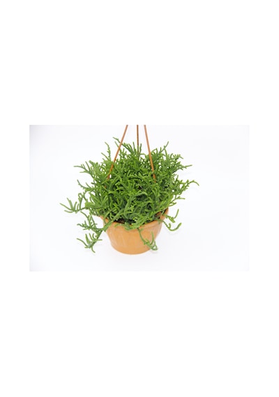Crassula Muscosa Sukulent 5 Adet - Askılı Saksıda