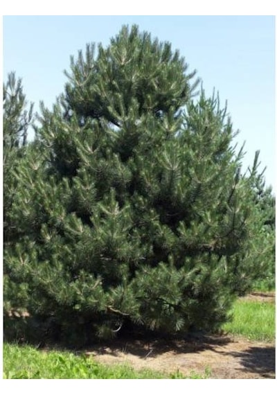 Karaçam Tüplü 80 -100 Cm
