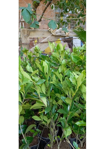 Gardenya Saksıda Kokulu Çiçek Fidanı 50cm