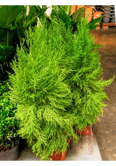 Videolu Ithal Limon Servi 1 Adet Saksılı/ Tüplü 30-50 Cm Dış Mekan Bitkisi Cupressus