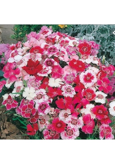 Dianthus Heddewigii Baby Doll Karanfil Çiçeği Tohumu 100 Adet