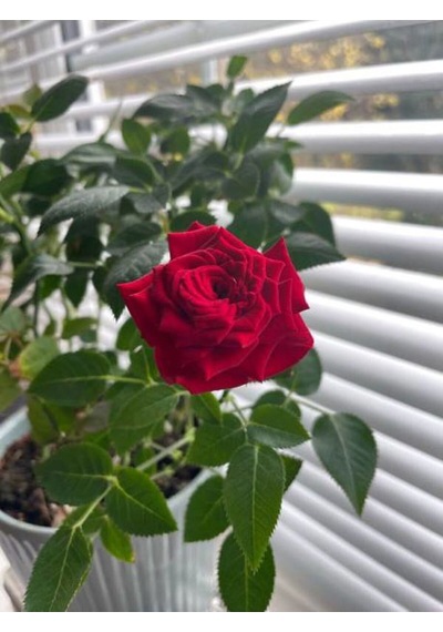 Avantajlı Yediveren Kırmızı Beyaz Ve Turuncu Renkli 30 60 Cm Saksılı Aşılı Gül Tricolor Rose