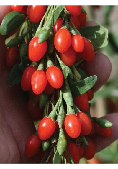 Ithal Goji Berry Tohumu Ekim Seti Kurt Üzümü Tohumu Gojiberry Tohumu Saksı Toprak Kombin