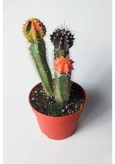 Karışık Renklerde 3 Lü Grafted Kaktüs Koleksiyonluk 15-20 Cm