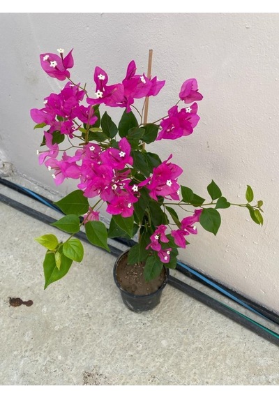 Mor Sarıcılı Begonvil Çiçeği 2 Yaş 80-110cm Bougainvillea