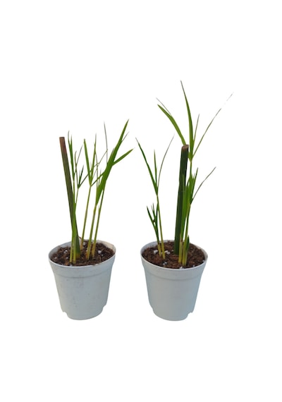 Mini Japon Şemsiyesi 5-10 Cm 1 Adet Saksılı Salon Bitkisi
