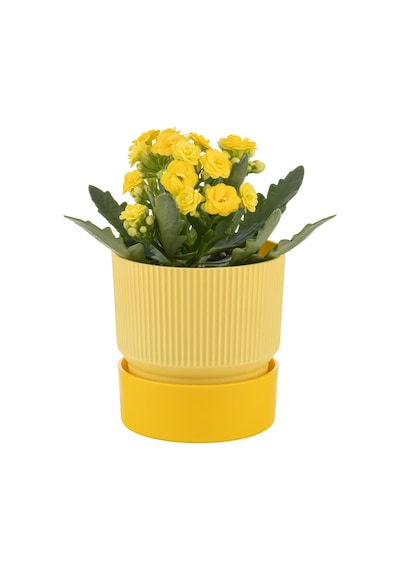 Poliwork Ixora Saksı Tabaklı 3 Lt - Çizgi Desenli 170 170 Mm 84471064