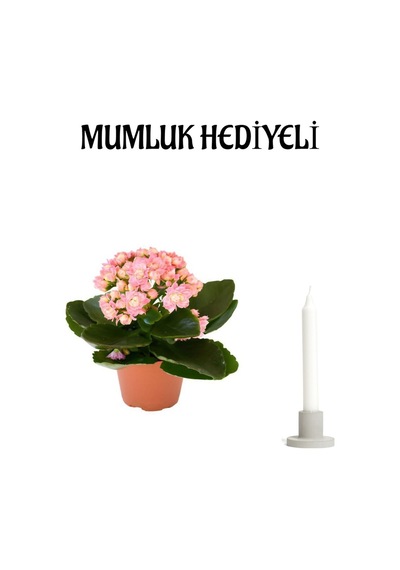 Kadınlar Günü Hediyesi Açık Pembe Kalanşo Kalanchoe Çiçeği Mumluk Hediyeli Çiçek