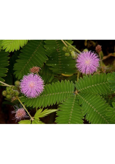 30+ Mimosa Pudica Küstüm Çiçeği Deprem Çiçeği Tohumu