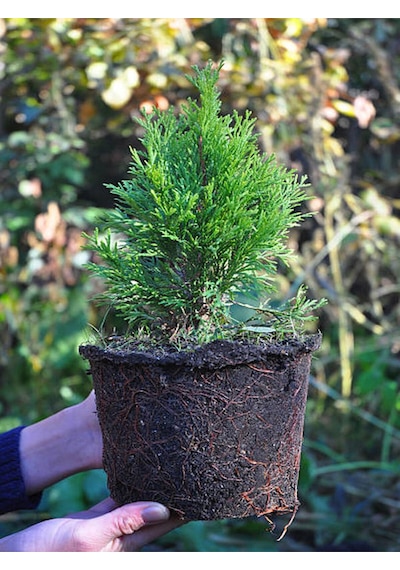 Videolu Leylandi Fidanı Kokulu 10 25 Cm 20 Adet Tüplü Dış Mekan Ağaç Cupressus Leylandii
