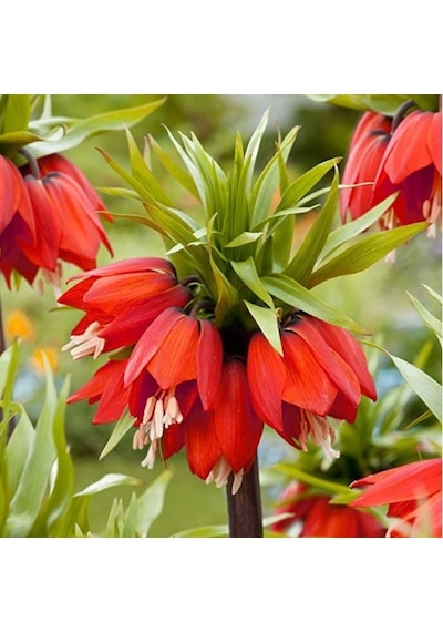 Rubra Kırmızı Ters Lale Soğanı 10 Adet