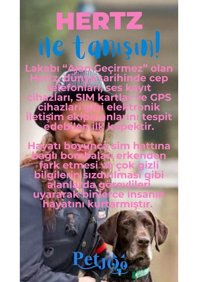 Petjoo 26.Hertz Mavi-Pembe Qr'lı Köpek Künyesi