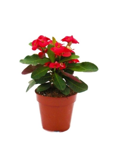 Euphorbia Milli Dikenler Tacı Kırmızı Renk 10-20 Cm
