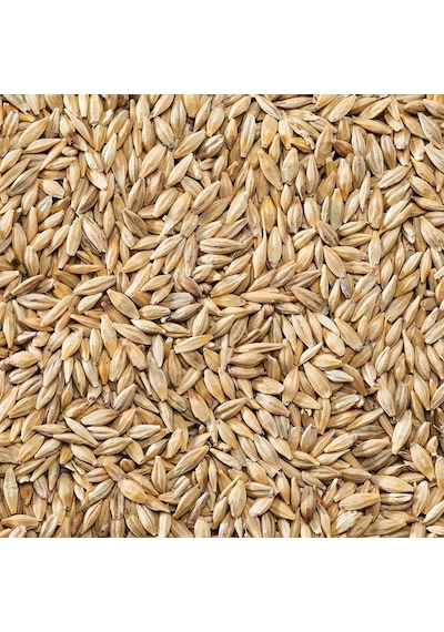 Yemlik buğday, Tavuk Yemi ( Tungaş) 10KG