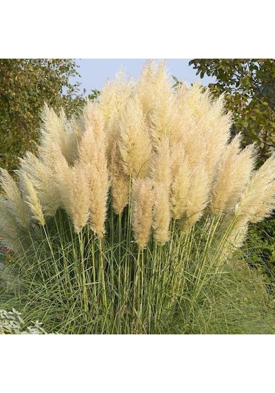Pampas Otu - Saz Püskülü 20 Adet
