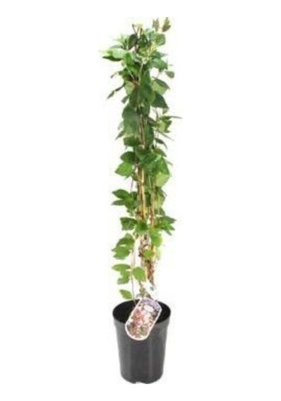 Videolu Sarı Yasemin Fidanı 100-12cm 1 Adet Saksılı Dış Mekan Sarmaşık Yellow Jasmine