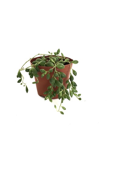 Senecio Rowleyanus (Tesbih Çiçeği) Ø5,5 CM H0-10 CM