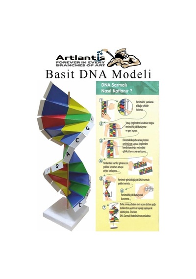 Dna Modeli 1 Paket Kartondan Dna Yapım Seti Dna Sarmalı Deney Yapım Seti Okul Materyali Fen Bilimleri