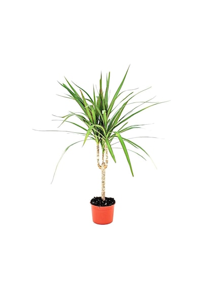 Alacalı Madagaskar Dragon Ağacı - Dracaena Marginata