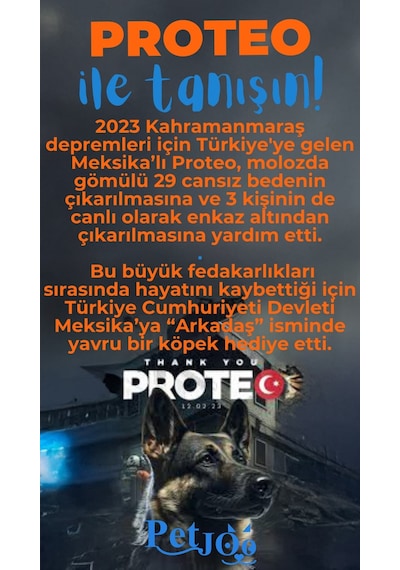 Petjoo 24.Proteo Mavi-Turuncu Qr'lı Köpek Künyesi