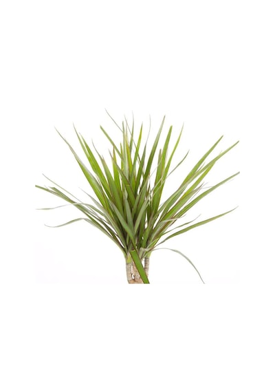Dracaena Marginata Tekli Yeşil