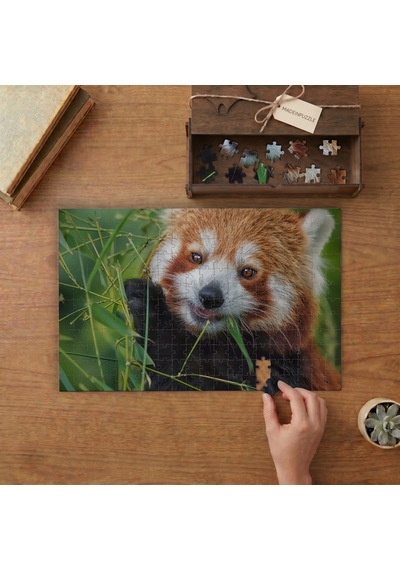 Bambu Yiyen Kızıl Panda Tasarımı 240 Parça Ahşap Puzzle Ahşap Kutuda Mpy60059
