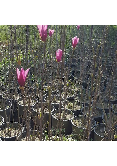 Saray Lalesi Yaprak Döken Manolya 130-150 Cm. 24cm. Çapında S...