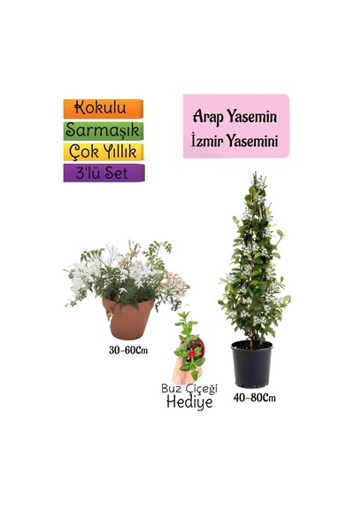 Avantajlı Ürün Kokulu Arap Yasemini Klasik Izmir Yasemin Buz Çiçeği 3'lü Bahçe Seti