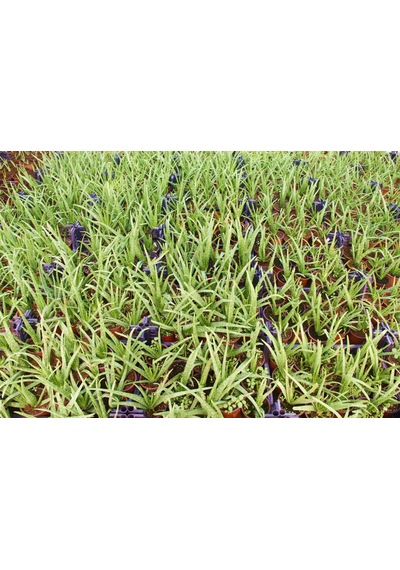Aloe Vera Bitkisi 10 Adet