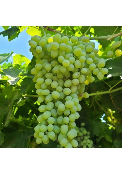 Thomson Çekirdeksiz Üzüm Fidanı