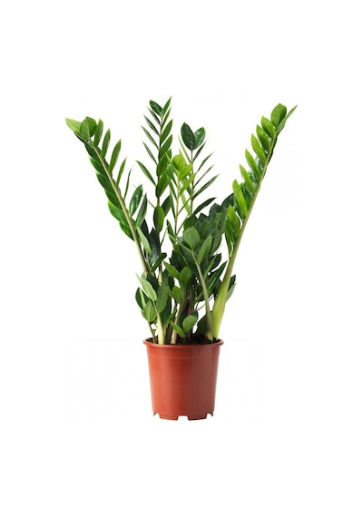 Zamia Bitkisi - Zeze Çiçeği 2 Adet  2948