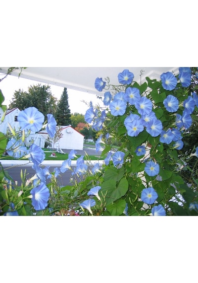 10+Sabah Sefası Heavenly Blue Tohumu N11438