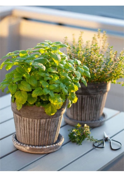 Videolu Kekik Biberiye Seti 10 20 Cm 2 Adet Kekik Biberiye Fidesi Thyme Rosemary