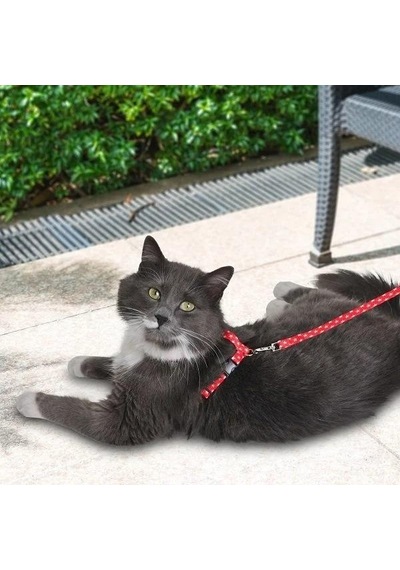 Pettagart Kırmızı Beyaz Yıldız Desenli Ayarlanabilir Kedi Göğüs Tasma Seti 10 Mm 110 Cm