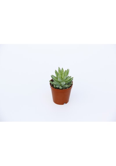 Sedum Nicaeensis 5 Adet Sukulent