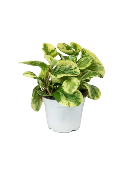 Alacalı Zümrüt Dalgası – Peperomia Obtusifolia