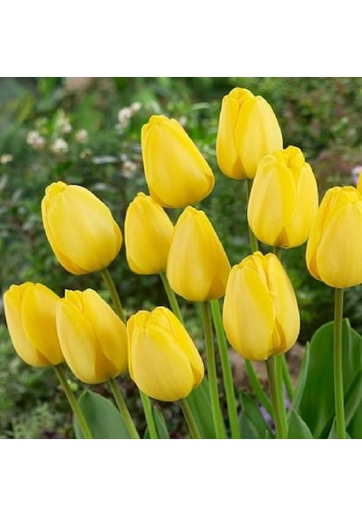 Golden Parade Sarı Lale Soğanı 5  Adet