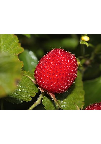 "2 Yaşında Ahududu Fidanı - Rubus İdaeus, Bahçenize Lezzet K...