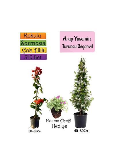Mis Kokulu Arap Yasemini+turuncu Begonvil+mezem Çiçeği 3'lü Bahçe Seti