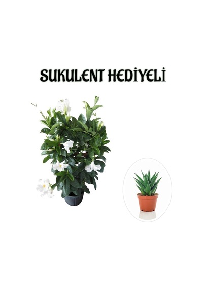 Kokulu Beyaz Mandevilla Sarmaşığı Sevgililer Gününe Özel Sukulent Hediyeli