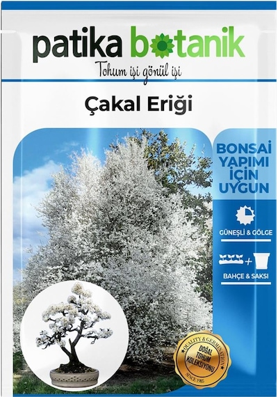 30 Adet Güvem Eriği Ağaç Tohumu