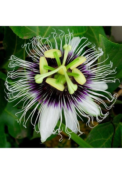 Passiflora Çiçeği Tohumu Çarkıfelek Çiçek Tohumu Yetiştirme Kiti
