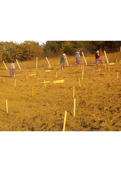 Kapari Tohumu 1 KG Aşçı Murat Kapari