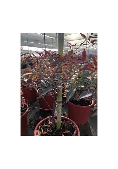 Bitki Destek Çubuğu 10 Adet 150 Cm